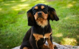 Cavalier King Charles Spaniel dogs for sale: Pluto - Image 19