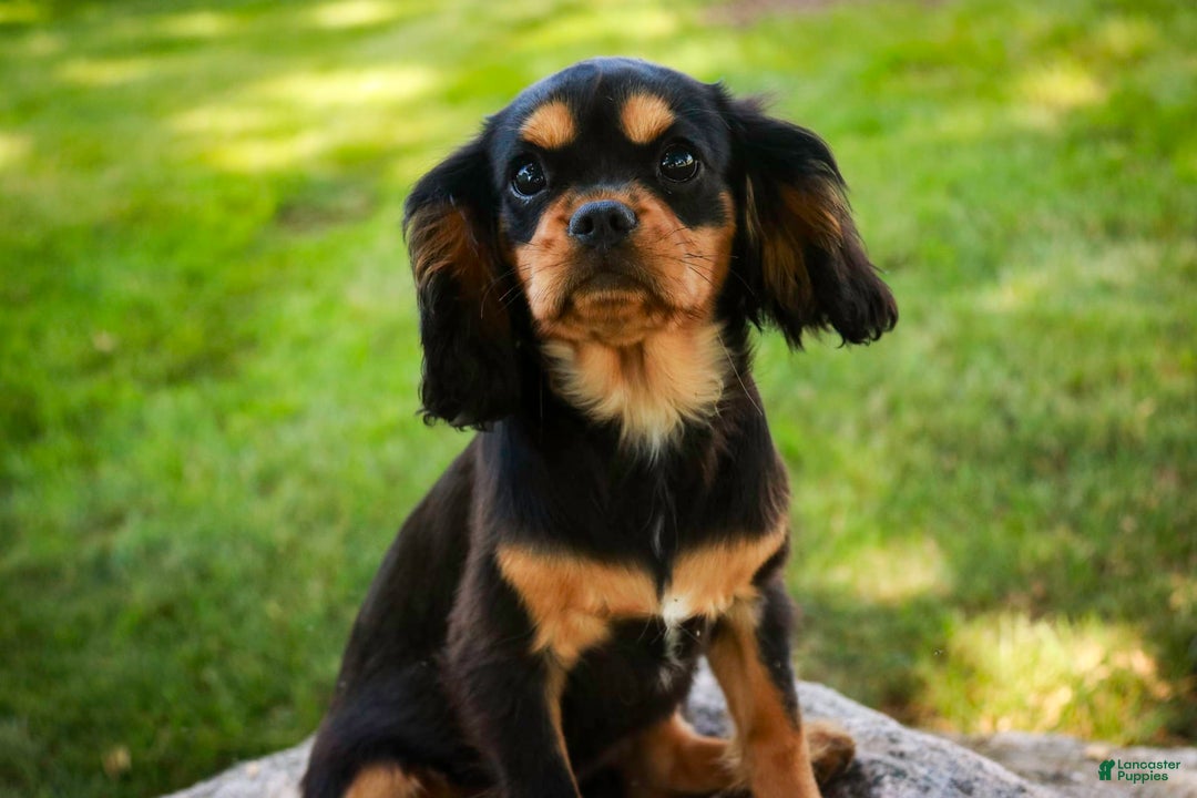 Cavalier King Charles Spaniel dogs for sale: Pluto - Image 19