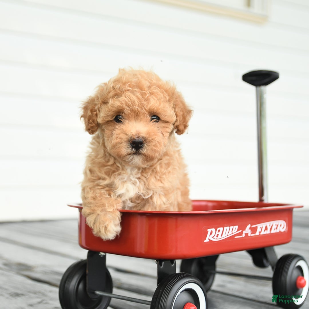 Maltipoo dogs for sale: Rosie - Image 3