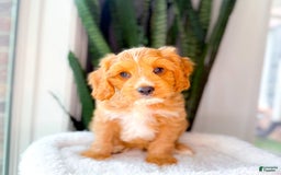 Cavapoo dogs for sale: Yager - Image 3