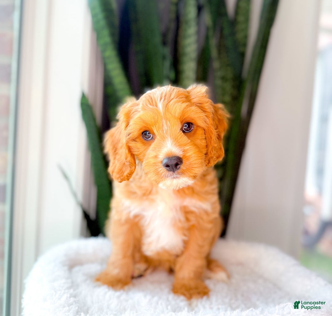 Cavapoo dogs for sale: Yager - Image 3