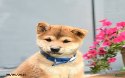 Shiba Inu dogs for sale: Rocky - Image 3