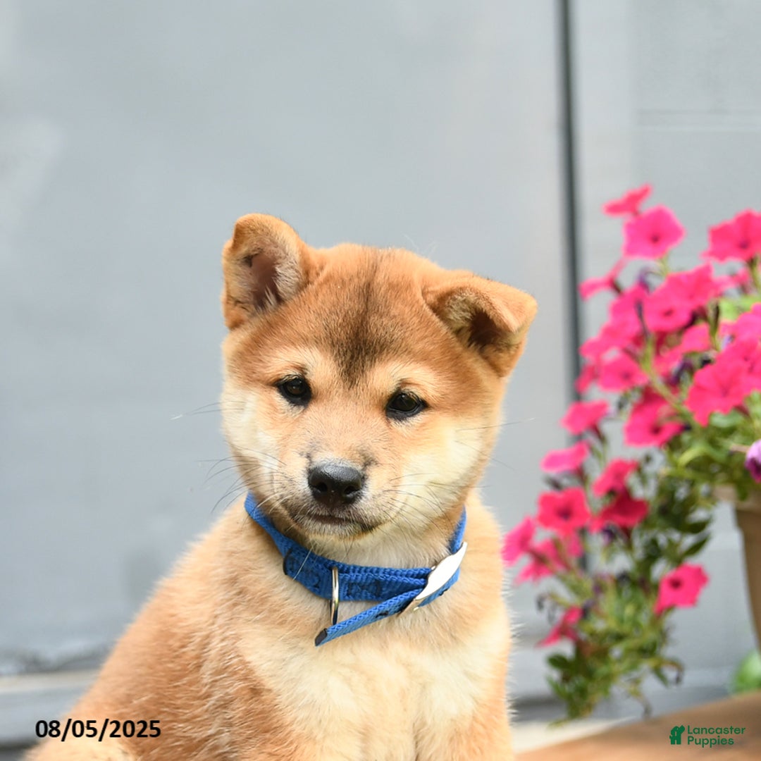 Shiba Inu dogs for sale: Rocky - Image 3
