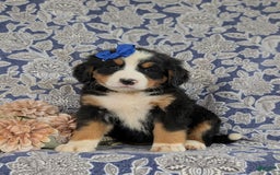Bernese Mountain Dog dogs for sale: Emilee - Image 5