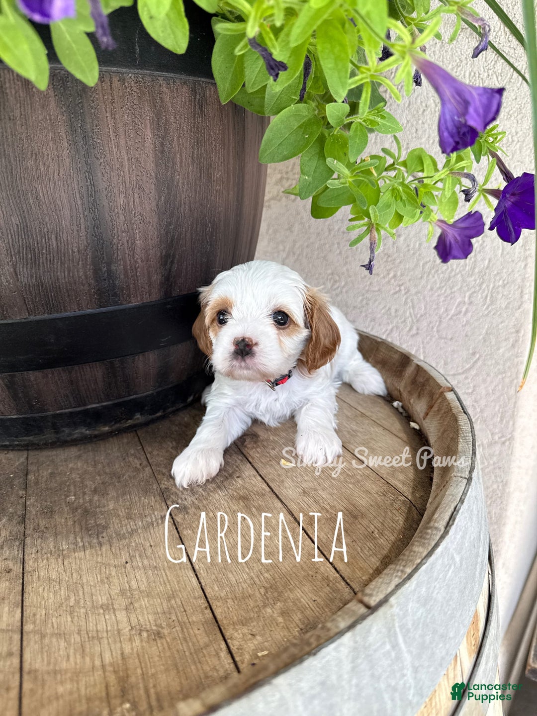 Cavapoo dogs for sale: Gardenia - Image 1