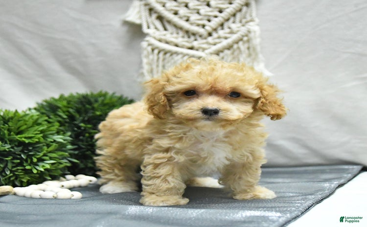 Bichpoo dogs - Advert 11