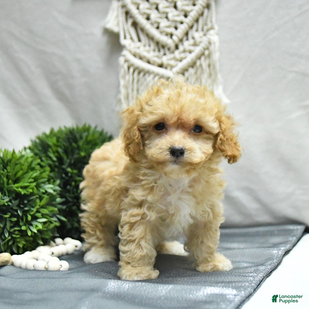 Bichpoo dogs for sale: Cody - Image 4
