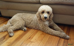 Goldendoodle dogs for sale: Rhys - Image 7
