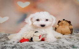 Bichon Frise dogs for sale: Bendict - Image 5