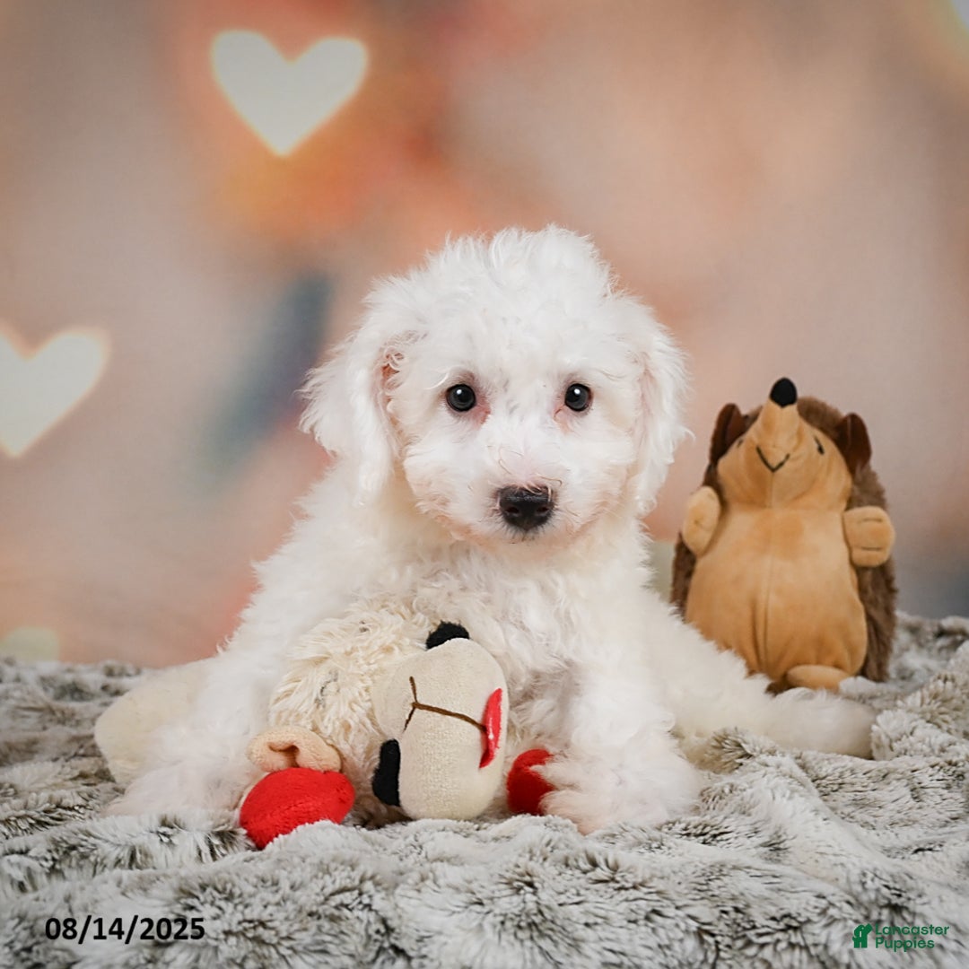 Bichon Frise dogs for sale: Bendict - Image 5