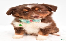 Miniature Australian Shepherd dogs for sale: Tasha - Image 9