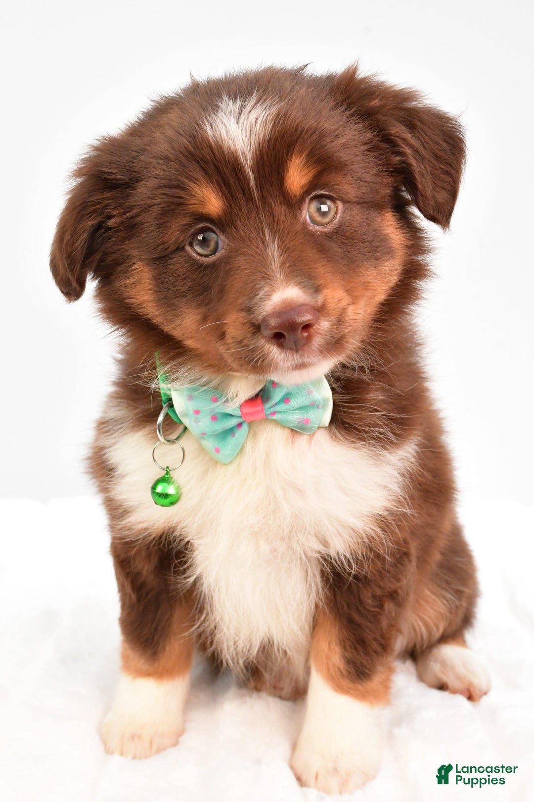 Miniature Australian Shepherd dogs for sale: Tasha - Image 9