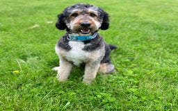 Bernedoodle dogs for sale: America - Image 2