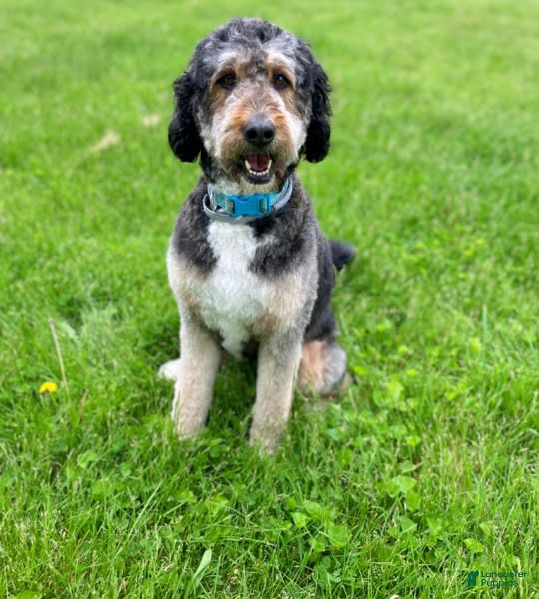 Bernedoodle dogs for sale: America - Image 2