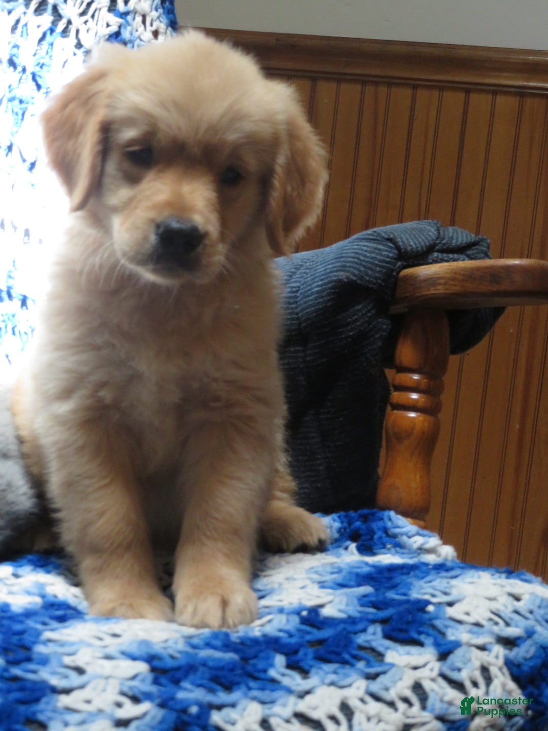 Golden Retriever dogs for sale: Starburst - Image 19