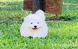 Samoyed dogs for sale: Diamond Female - Image 1