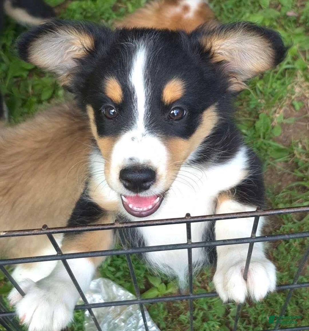 Miniature Australian Shepherd dogs for sale: Sissy - Image 6