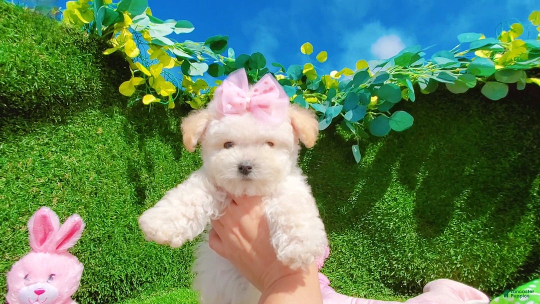 Maltipoo dogs for sale: Sunshine - Image 11