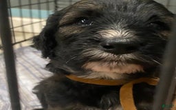 Bernedoodle dogs for sale: Baby Chocolate - Image 2
