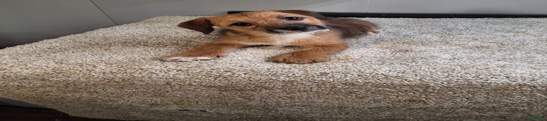 Tammy
