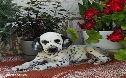 Dalmatian dogs for sale: Heidi - Image 3