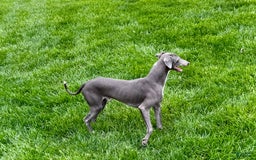 Italian Greyhound dogs for sale: Manny - Image 2