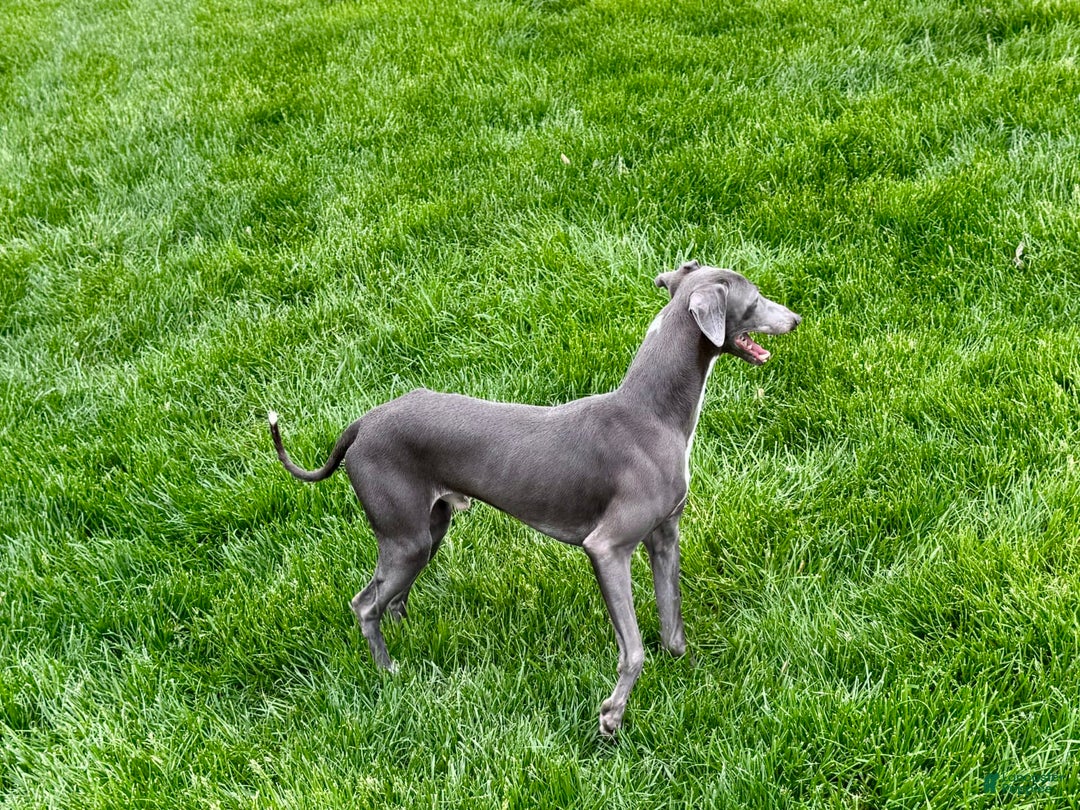 Italian Greyhound dogs for sale: Manny - Image 2