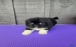 Pekingese dogs for sale: Clarice - Image 3