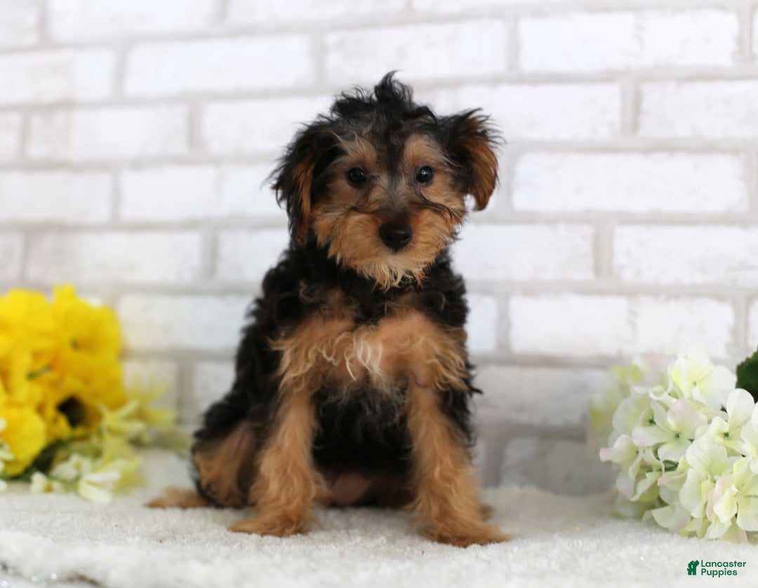 Yorkiepoo dogs for sale: Brittany - Image 1