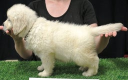 Golden Retriever dogs for sale: Buddy - Image 2