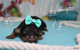 Toy Poodle dogs for sale: Jubilee - Image 5