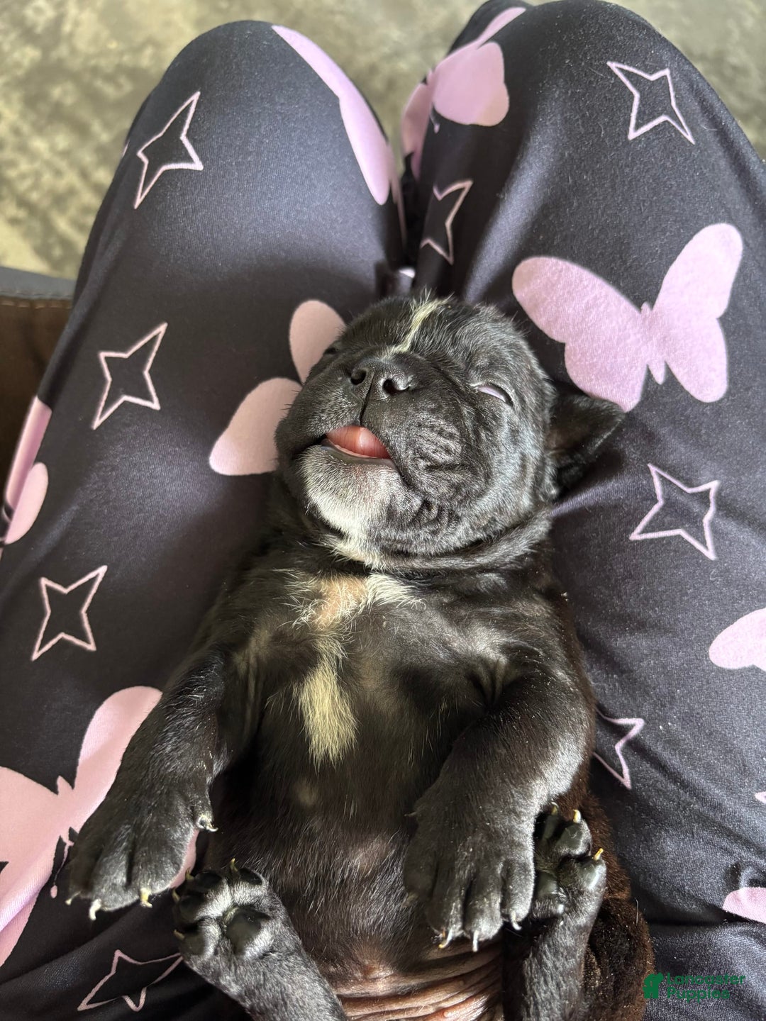 English Bulldog dogs for sale: English Bulldog 4 puppies - Image 6