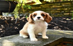 Cavalier King Charles Spaniel dogs for sale: Ryder - Image 3