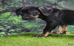 Catahoula Leopard Dog dogs for sale: Jesse 2025 Female 1 - Image 7
