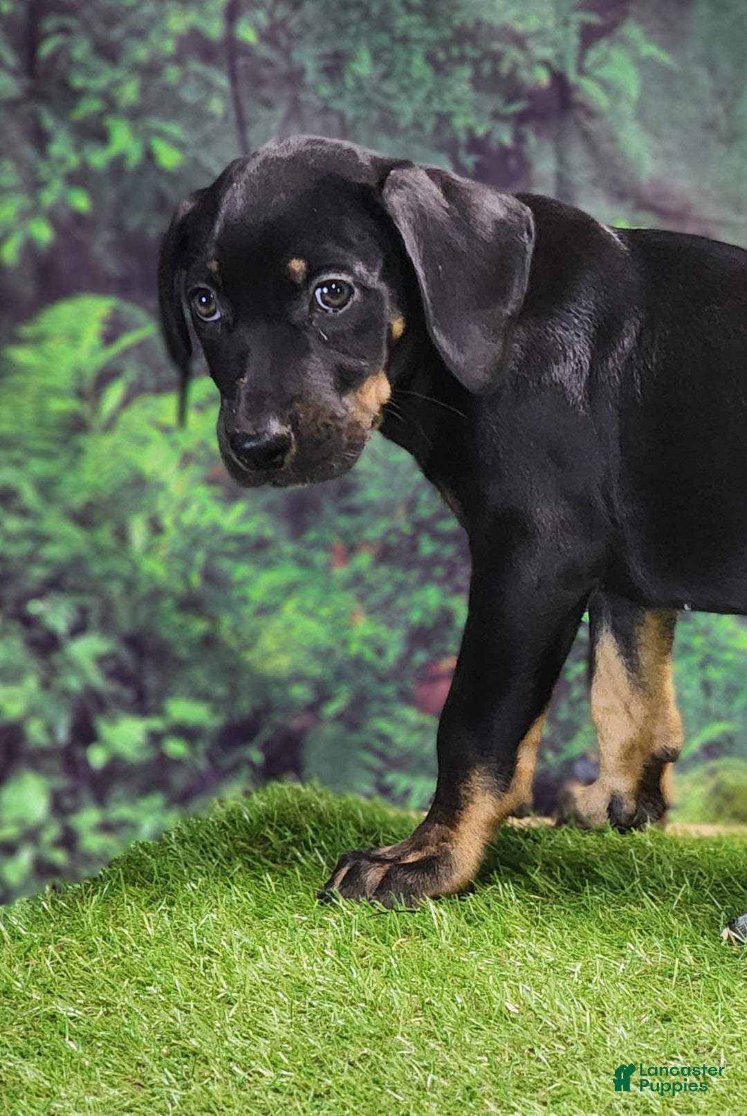 Catahoula Leopard Dog dogs for sale: Jesse 2025 Female 1 - Image 7