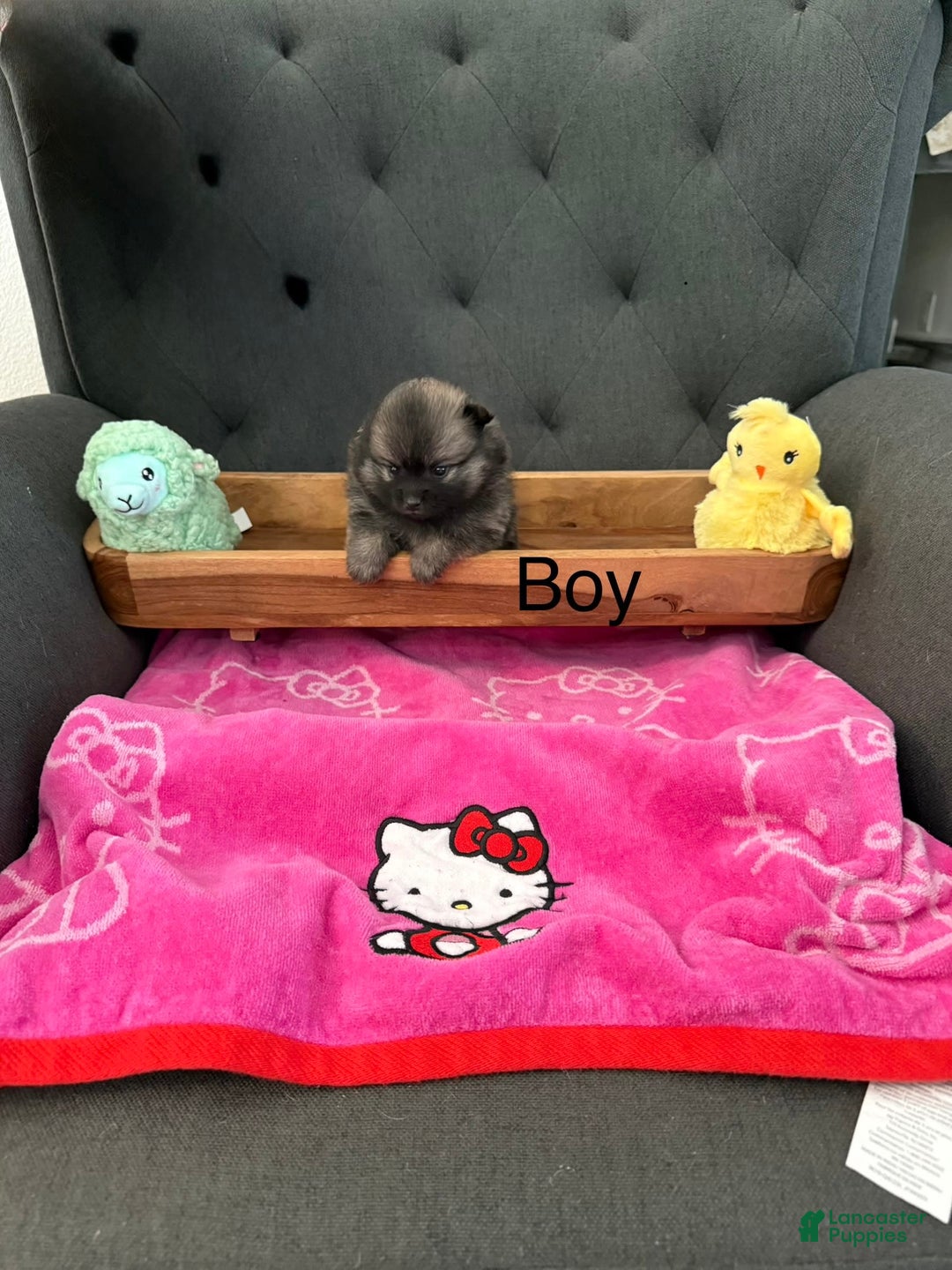 Pomeranian dogs for sale: Frankie - Image 1