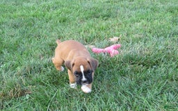 Boxer dogs for sale: Toya - Image 1
