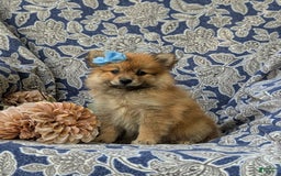 Pomeranian dogs for sale: Kelsea Genetic Testing 9 lbs full grown - Image 1