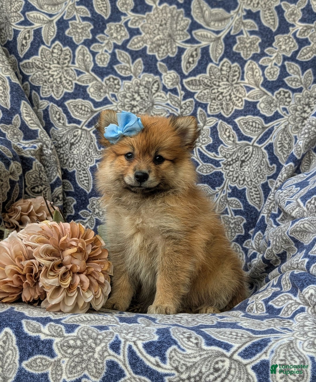 Pomeranian dogs for sale: Kelsea Genetic Testing 9 lbs full grown - Image 1