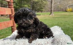Cavapoo dogs for sale: Kingston - Image 3