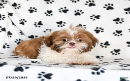 Shih Tzu dogs for sale: Charlie - Image 19