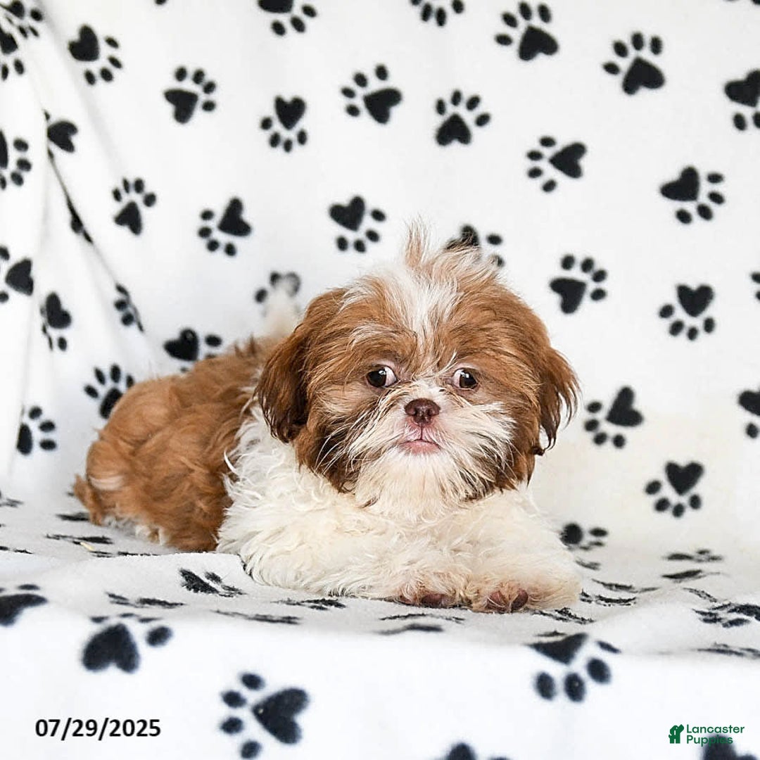 Shih Tzu dogs for sale: Charlie - Image 19