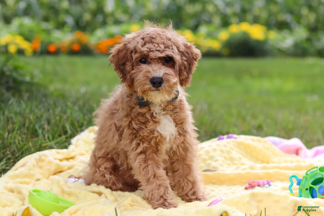 Yorkiepoo dogs for sale: Max - Image 11