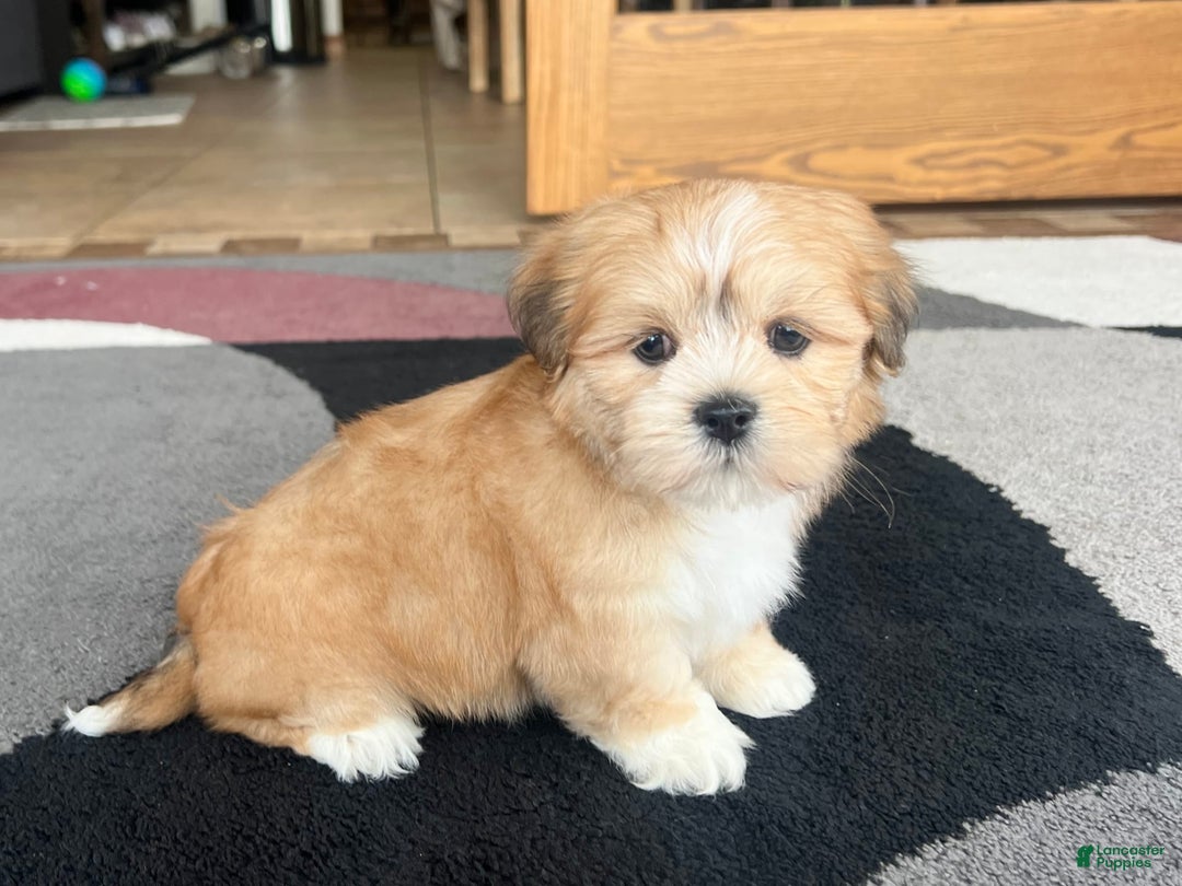 Lhasa Apso dogs for sale: Benji - Image 2