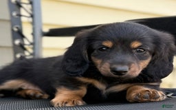 Miniature Dachshund dogs for sale: Blackie - Image 6