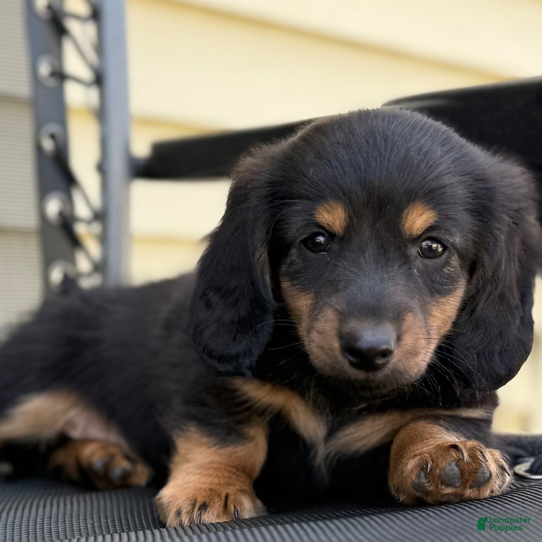 Miniature Dachshund dogs for sale: Blackie - Image 6