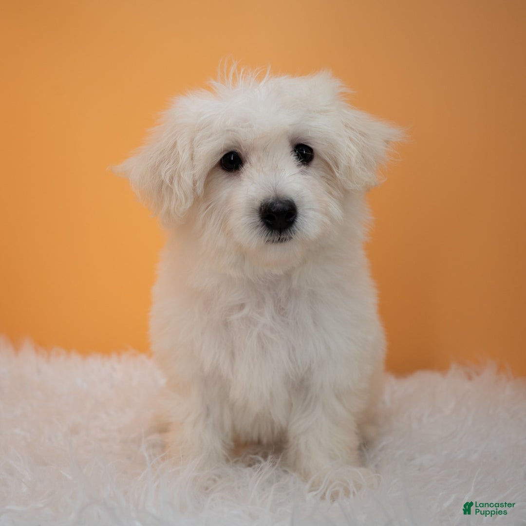 Maltipoo dogs for sale: Felicity - Image 8
