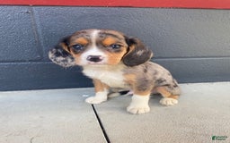 Beaglier dogs for sale: Max - Image 1