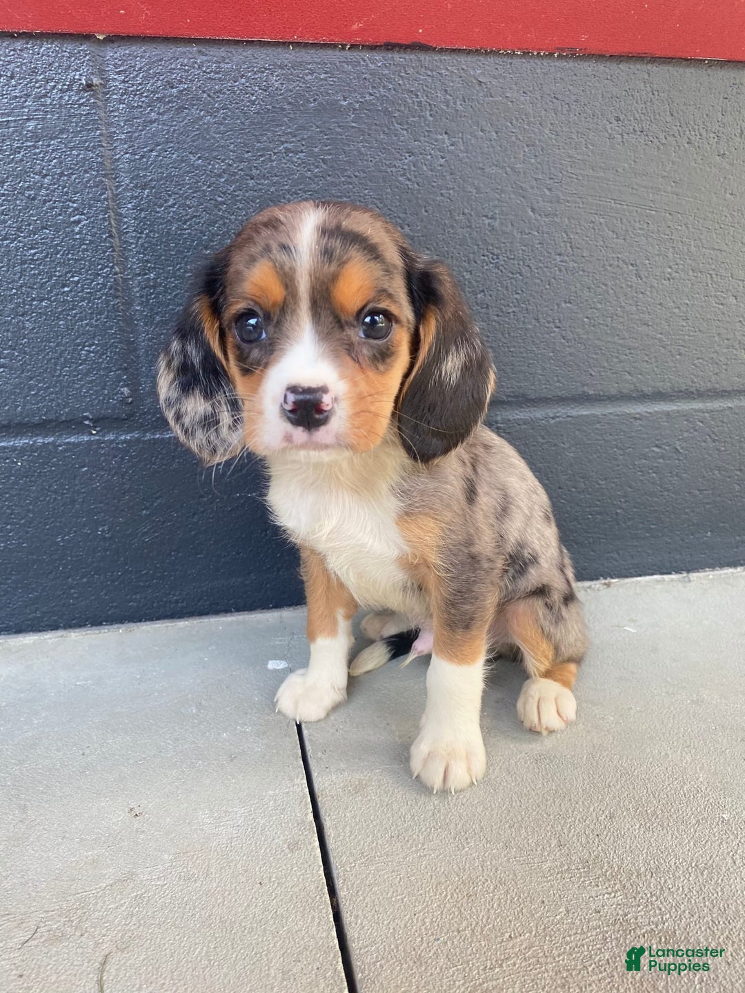 Beaglier dogs for sale: Max - Image 1