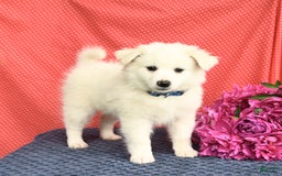 American Eskimo dogs for sale: Mars - Image 7